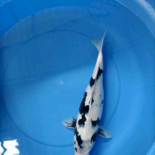 Shiro utsuri, masa depan cerah