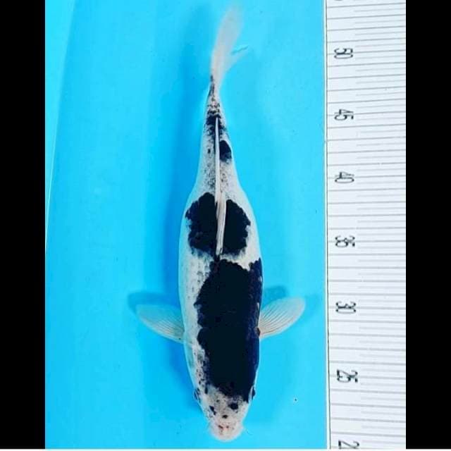 BLack Kohaku