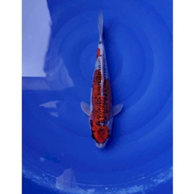 Kikokuryu 35cm F