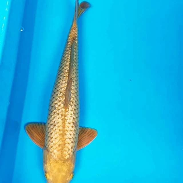 Midori ginrin jos 39cm male