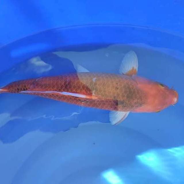 koromo jumbo 46cm jantan suoss