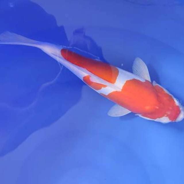kohaku doit 34cm sah seterong