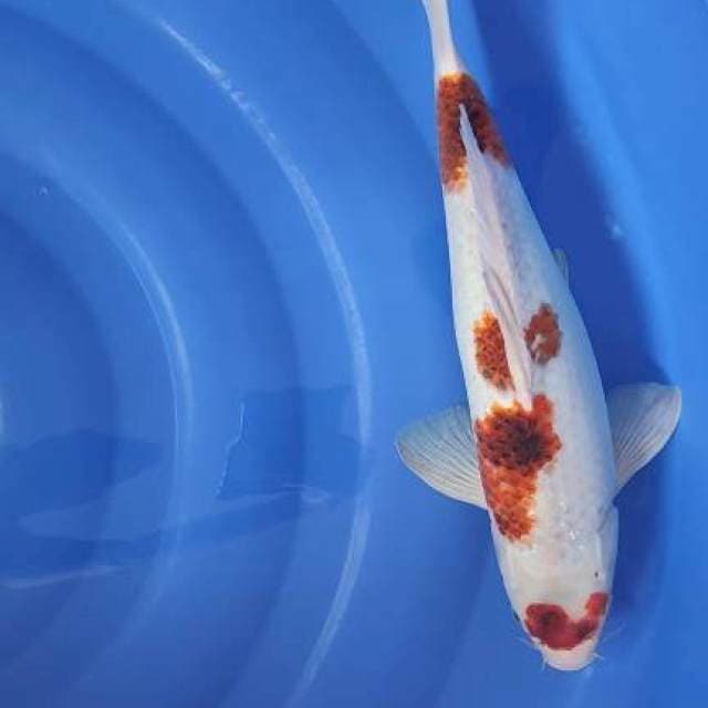 maruten ai goromo 37cm sah