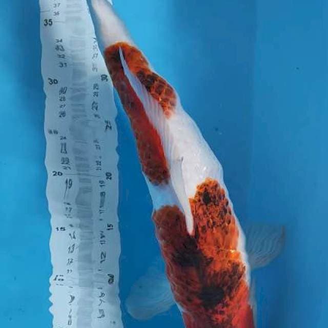 goshiki 45cm jantan full speed