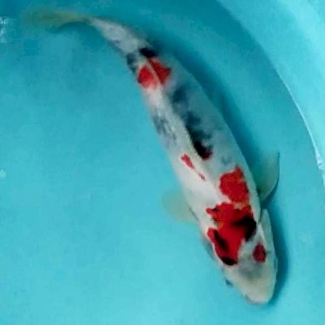 Kindai Showa 30cm