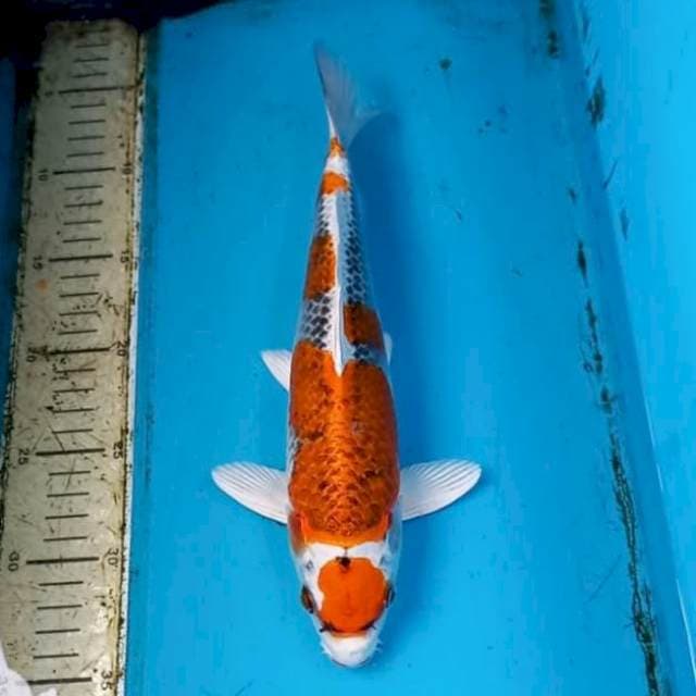 Kujaku 30cm Male