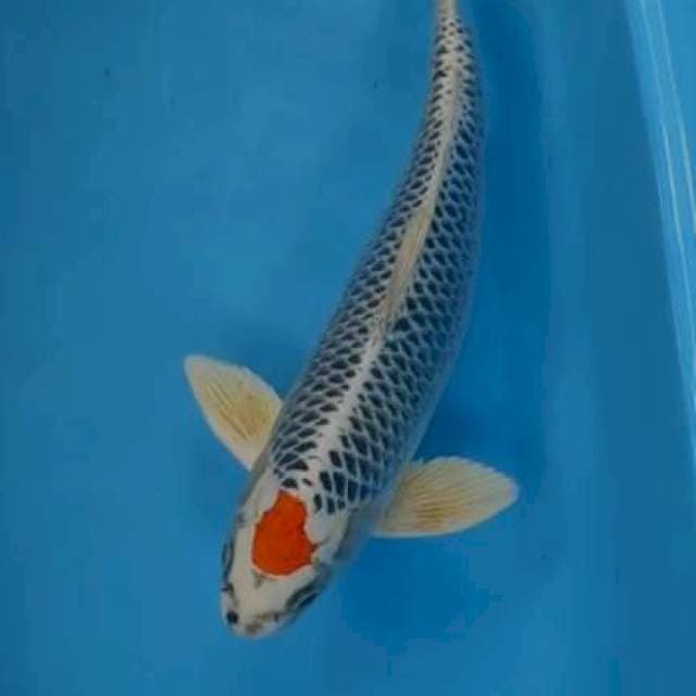 Pejantan 44cm Matsuba Istimewa