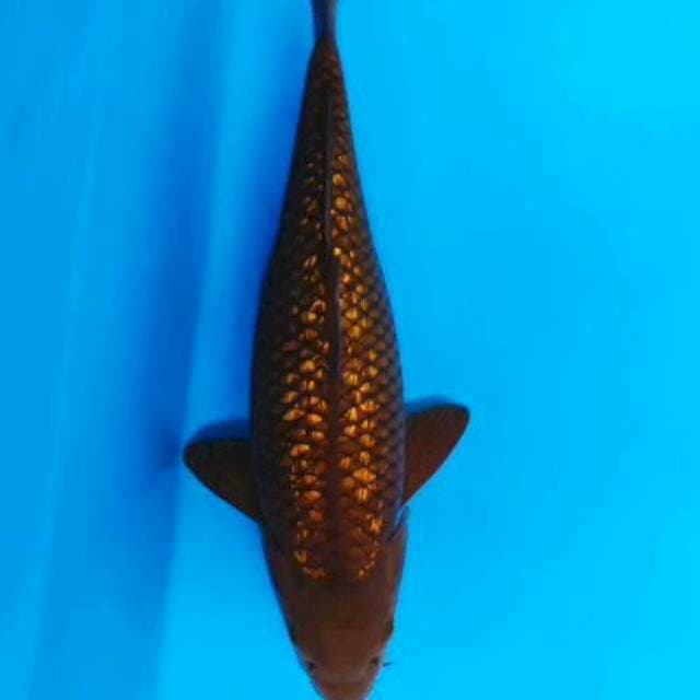 Chagoi gindrin 31cm