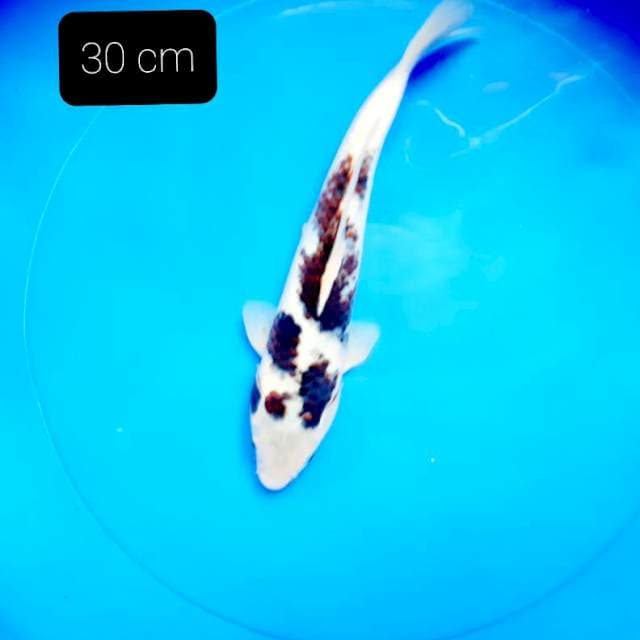 Budo 30 cm