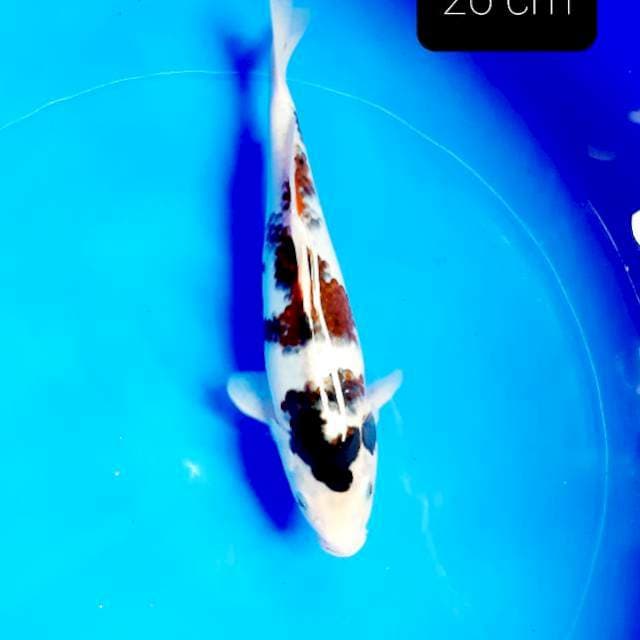 Budo 26 cm