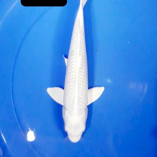Platinum 34 cm