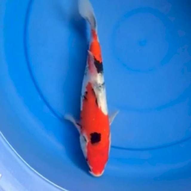 Showa 27cm Isa Koi Farm