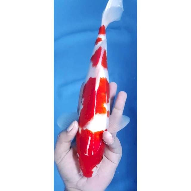 32CM // KOHAKU SUPER RED MALE