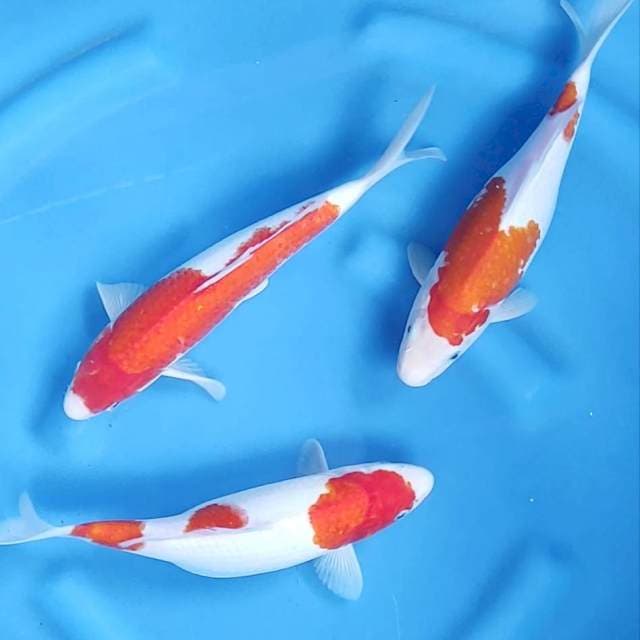 26-28CM // 3 EKOR KOHAKU