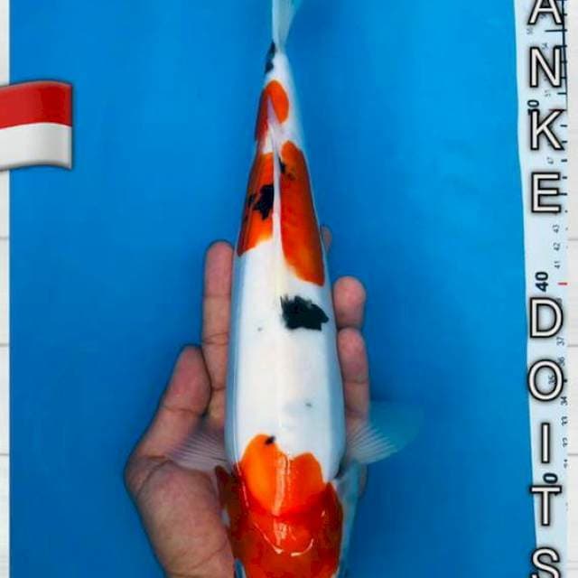 Sanke Doitsu 34cm