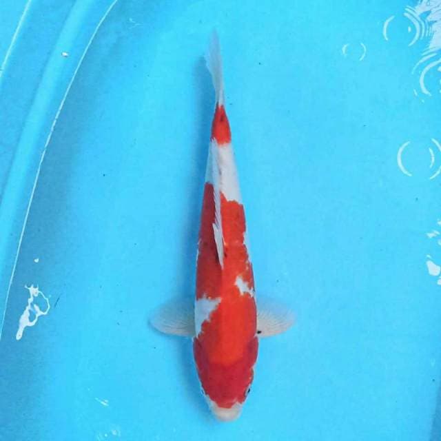 Sanke 37 cm
