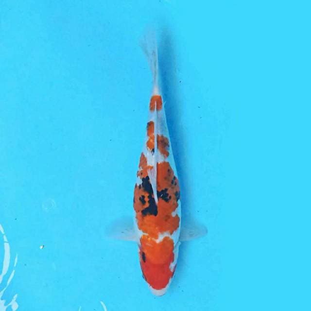Showa 35 cm