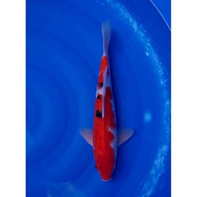 Sanke Strong 36cm (M)