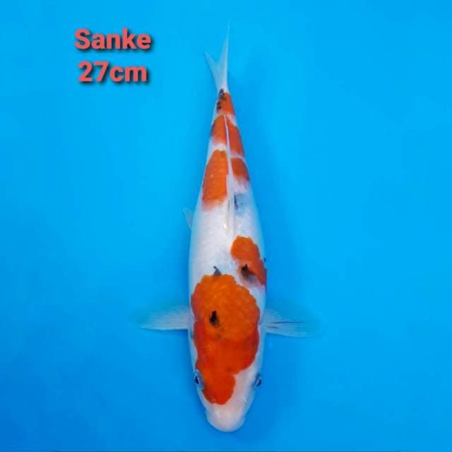Sanke 27cm