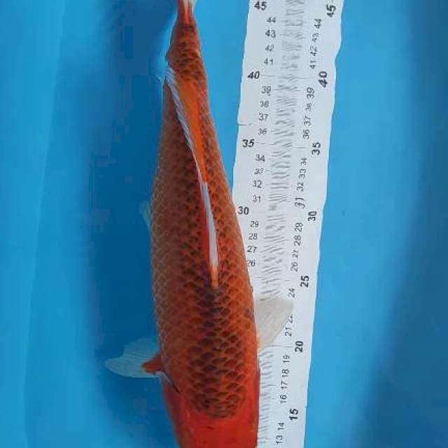 iwak gedi murah 41cm