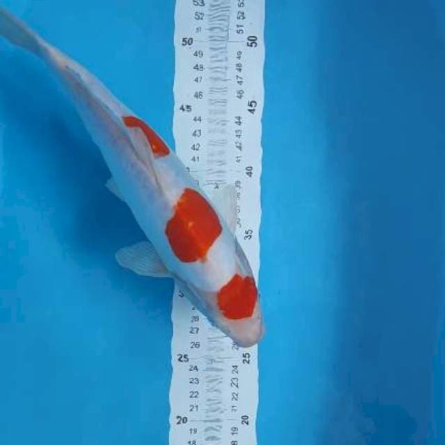 kohaku doit 33cm jantan