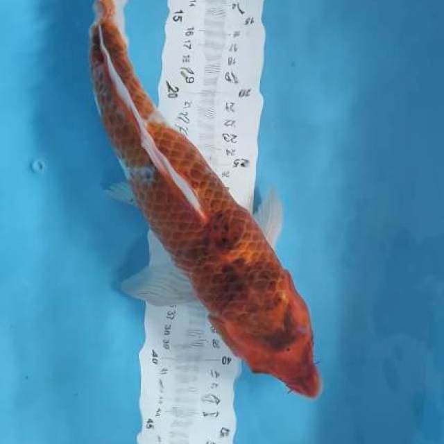koromo 39cm fm