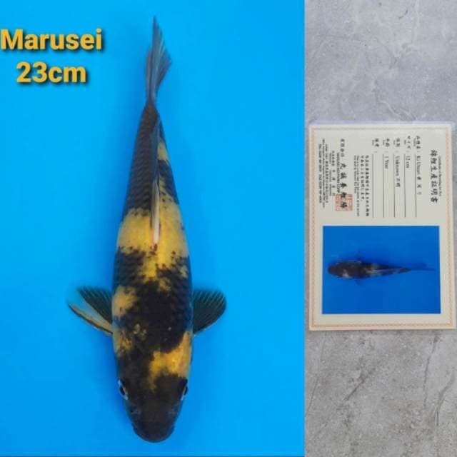 Marusei Ki Utsuri 23cm