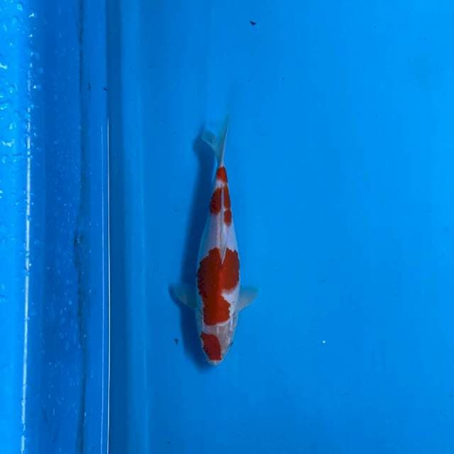 KOHAKU 25cm SKIN HALUS