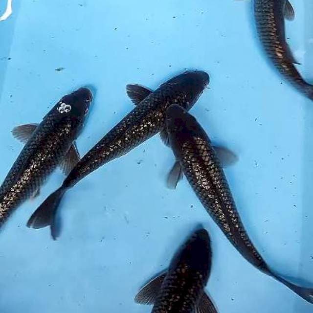 BLACK DIAMOND 25-27 CM