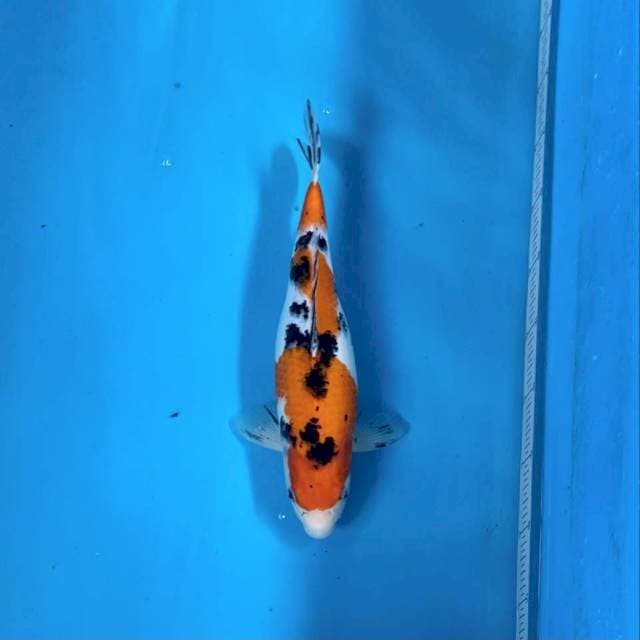 SANKE 33CM Female