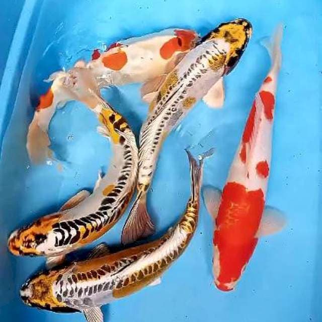 MIX KIKOKURYU 35-37 CM