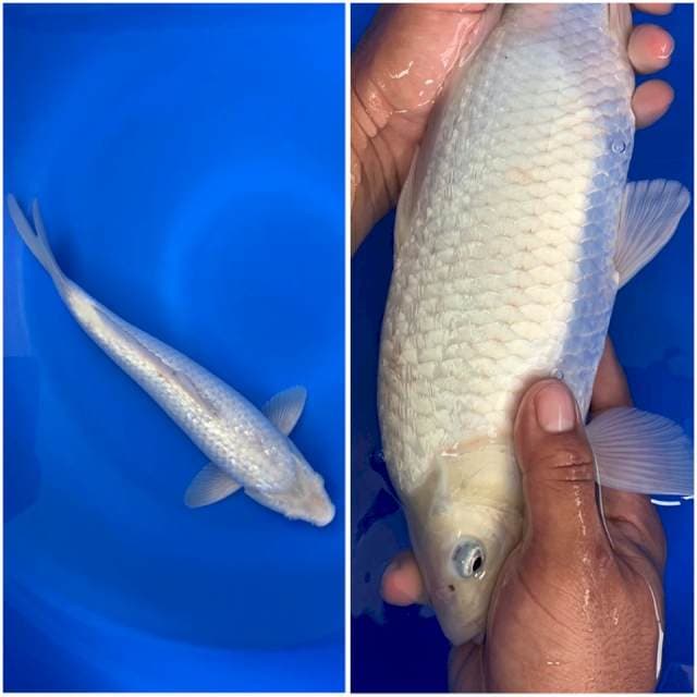 Soragoi ginrin 35cm punuk onta