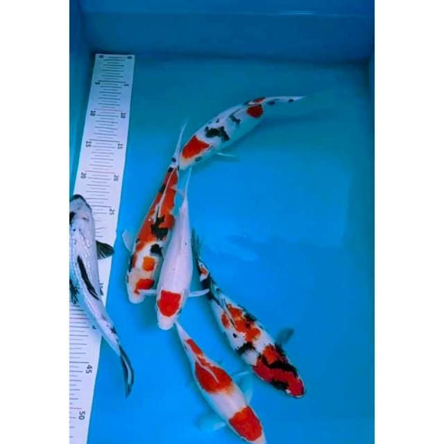 Mix koi 20 - 27cm calon bagus