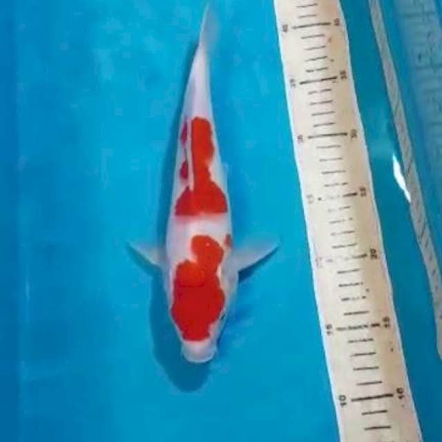 KOHAKU 29CM