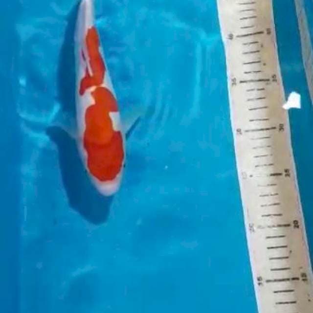 KOHAKU 27CM