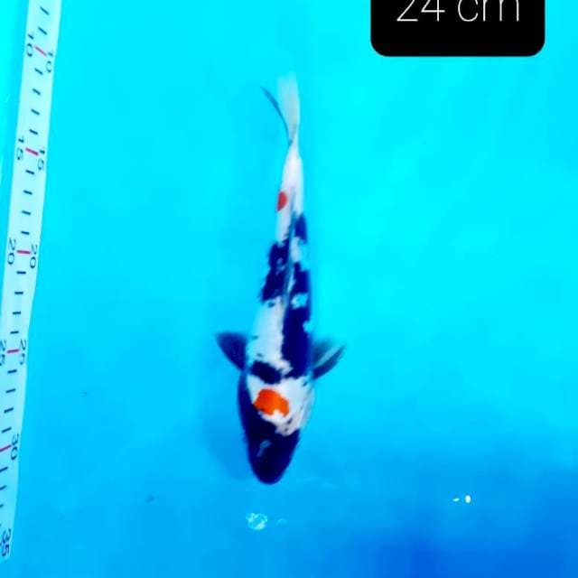 Showa doit 24 cm