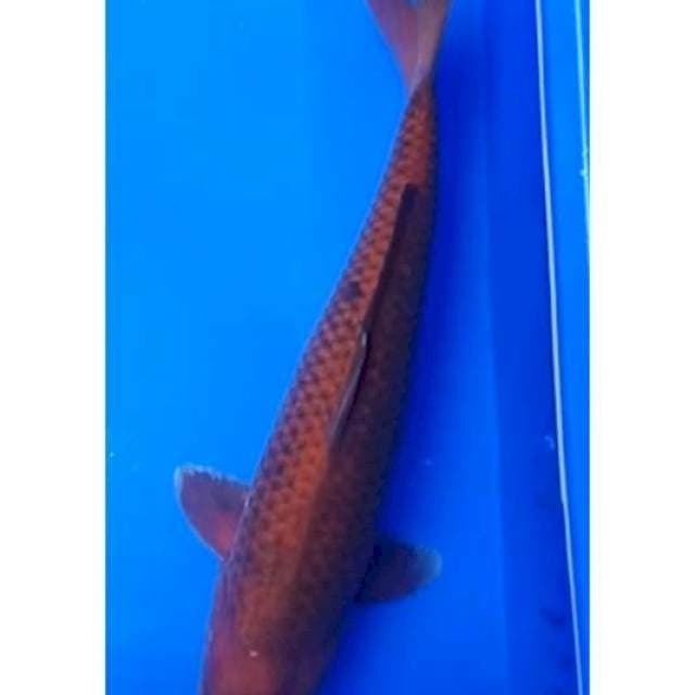 CHAGOI JANTAN JUMBO 41 Cm