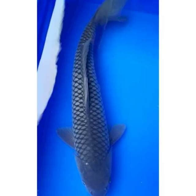 SORAGOI JANTAN 35 Cm