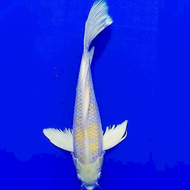 Kumpay Hariwake 31cm