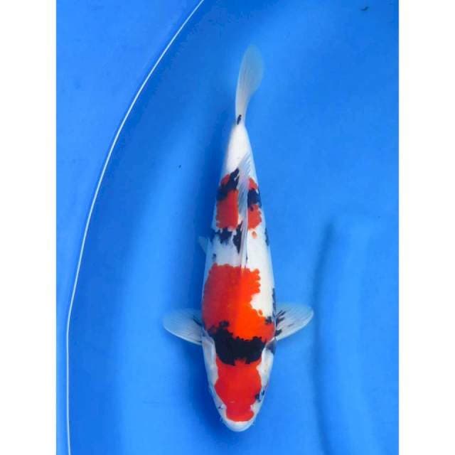 Kindai Showa - 33cm