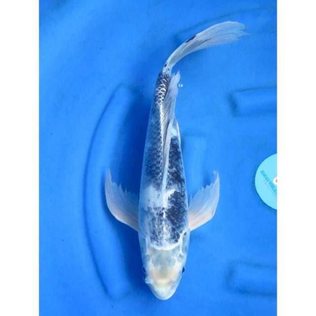 Kumpay Unique - 44cm