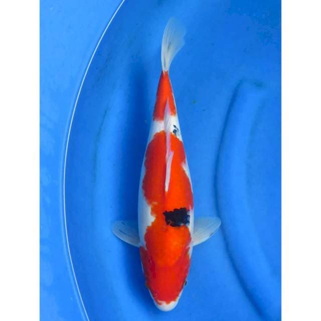 Sanke nindan - 39cm
