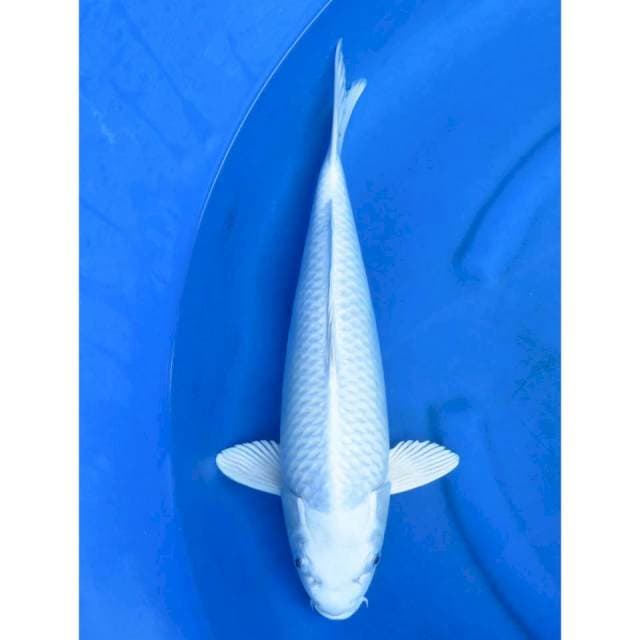 Platinum jumbo - 46cm