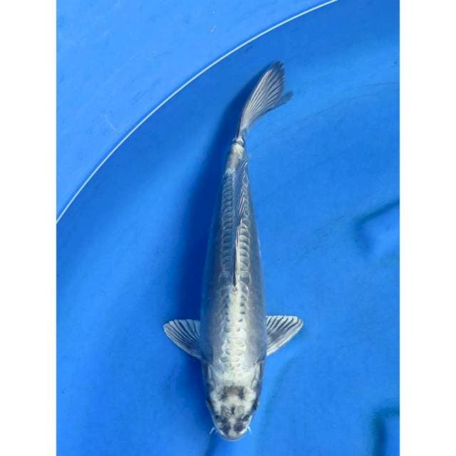 Aragoke Antik - 36cm