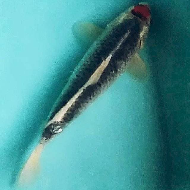 Tancho goshiki 39cm