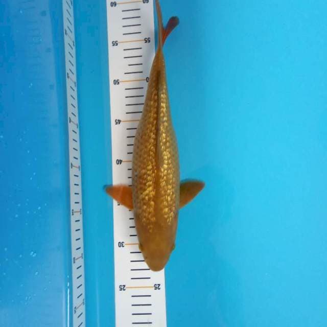Chagoi gindrin 32cm