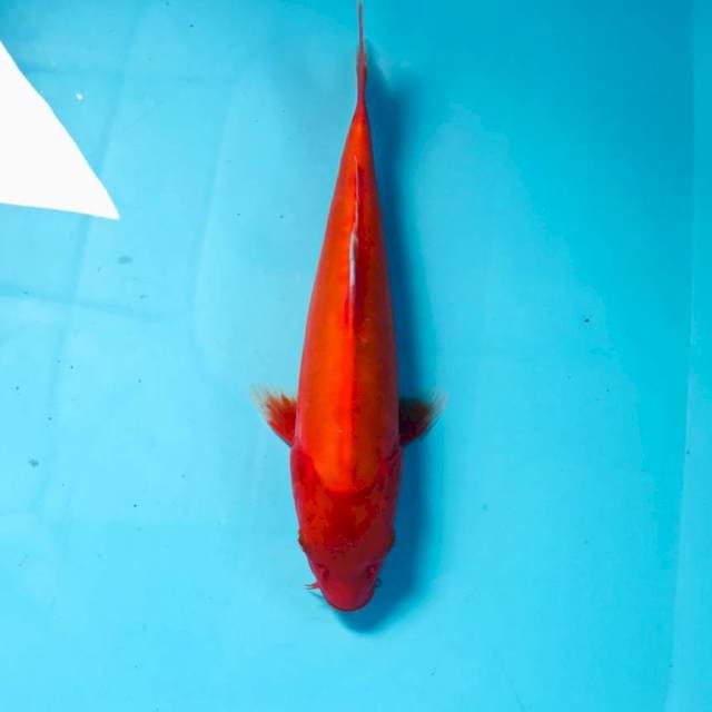 Aka Hajiro Doitsu, 25 cm