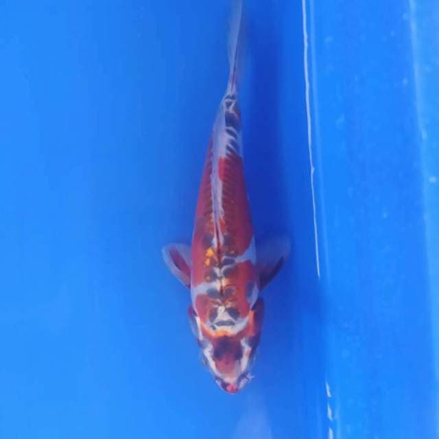 Kiko 18 cm