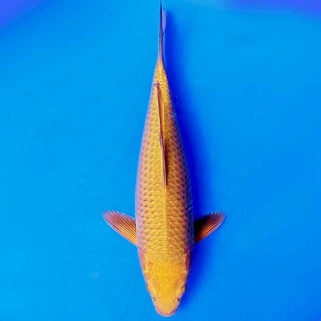 Chagoi tembaga 32cm