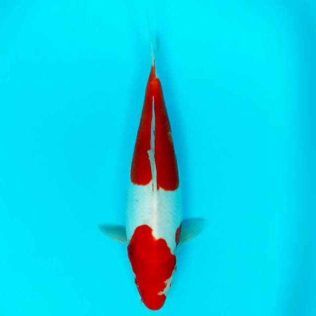 Kohaku doit 38cm